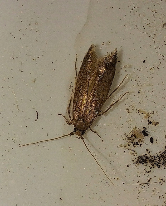 Brown-blotched amydria moth Found it in the cat&#039;s water dish. Like the metallic sheen. Acrolophidae,Amydria,Amydria effrentella,Brown-blotched Amydria Moth,Geotagged,Lepidoptera,Summer,United States,brown-blotched amydria moth