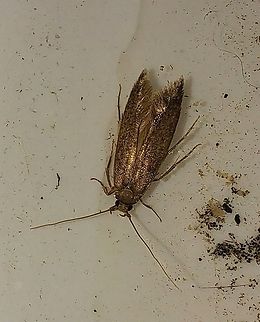 Brown-blotched amydria moth Found it in the cat's water dish. Like the metallic sheen. Acrolophidae,Amydria,Amydria effrentella,Brown-blotched Amydria Moth,Geotagged,Lepidoptera,Summer,United States,brown-blotched amydria moth