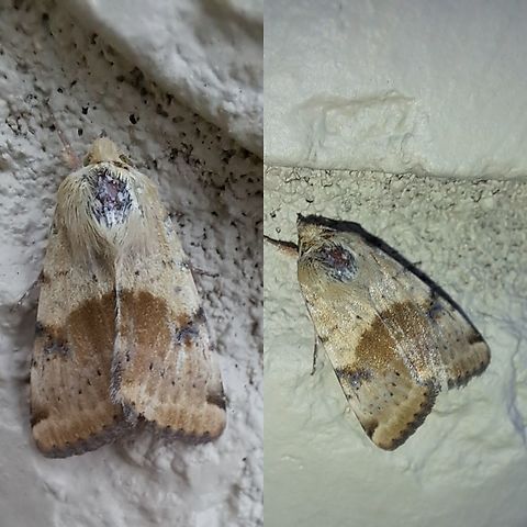 Spotted buff gem moth Look like it got bitten. Geotagged,Heliothis phloxiphag,Heliothis phloxiphaga,Lepidoptera,Spotted buff gem moth,United States,owlet moths