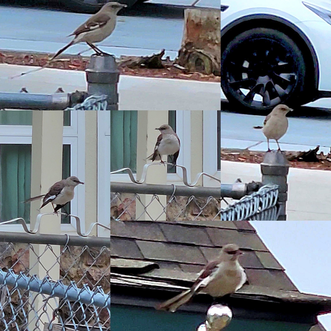 Northern mockingbird mating pair  Aves,Chordata,Geotagged,Mimidae,Mimus,Mimus polyglottos,Northern mockingbird,Passeriformes,United States,northern mockingbird