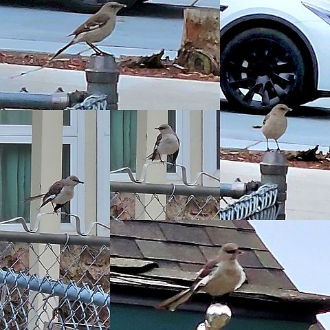 Northern mockingbird mating pair  Aves,Chordata,Geotagged,Mimidae,Mimus,Mimus polyglottos,Northern mockingbird,Passeriformes,United States,northern mockingbird