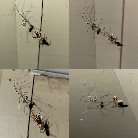 Cellar spider vs. Woodlouse spider Someone is hungry. Arachnida,Araneae,Araneomorphae,Arthropoda,Chelicerata,Dysdera,Dysdera crocata,Dysderidae,Geotagged,Holocnemus,Pholcidae,United States,Woodlouse spider,female,marbled cellar spider