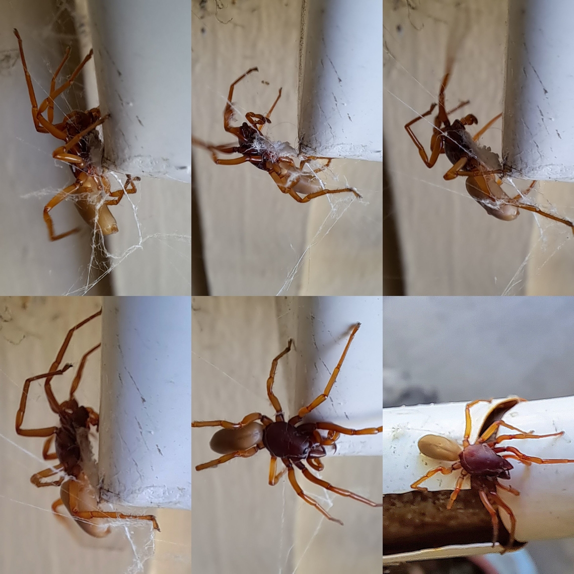 Female woodlouse spider Had to move both of them from the mailbox. The webbing in front of the spider was the beginnings of an egg sac. Surprised that the cellar spider didn&#039;t eat her. Arachnida,Araneae,Araneomorphae,Chelicerata,Dysdera,Dysdera crocata,Dysderidae,Geotagged,United States,Woodlouse spider,female