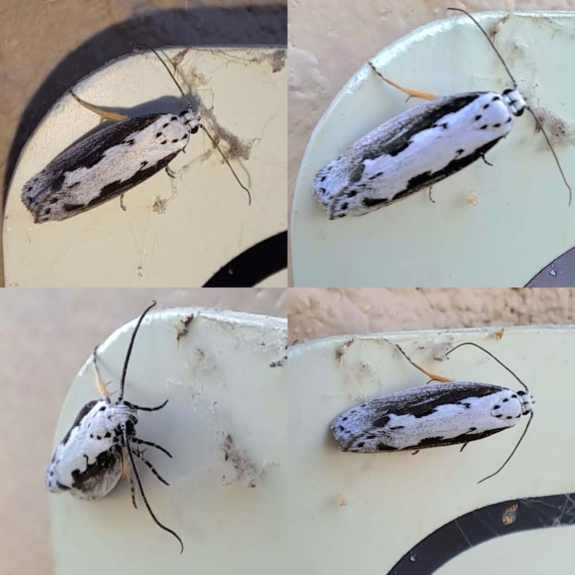 Ethmia bipunctella I notice yellow legs. Hope it&#039;s the right ID. Depressariidae,Ethmia,Ethmia bipunctella,Ethmiinae,Gelechioidea,Geotagged,Lepidoptera,United States,Viper's Bugloss Moth