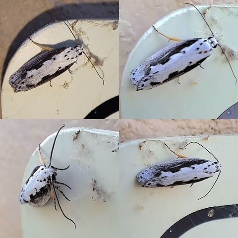 Ethmia bipunctella I notice yellow legs. Hope it's the right ID. Depressariidae,Ethmia,Ethmia bipunctella,Ethmiinae,Gelechioidea,Geotagged,Lepidoptera,United States,Viper's Bugloss Moth