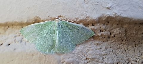 wavy-lined emerald moth So many bugs this morning. Mostly moths.  Geometridae,Geotagged,Lepidoptera,Summer,Synchlora,Synchlora aerata,United States,Wavy-lined emerald moth,wavy-lined emerald moth