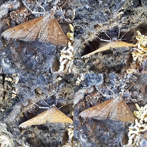 dusky herpetogramma  Crambidae,Dusky herpetogramma,Geotagged,Herpetogramma,Herpetogramma phaeopteralis,Lepidoptera,United States,dark sod webworm