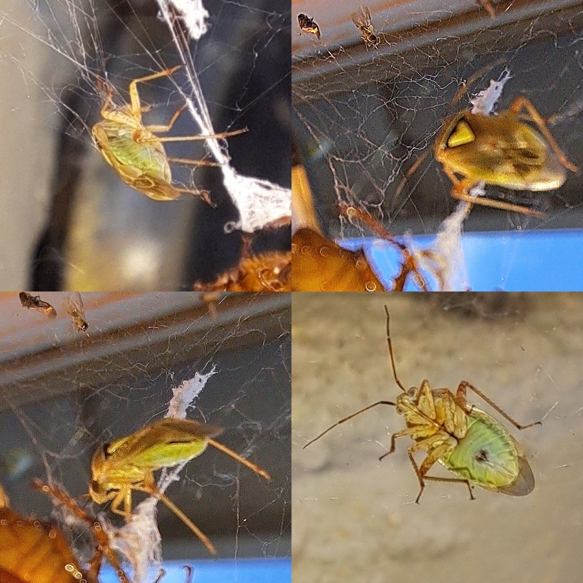 tarnished plant bug, Underbelly was the best picture until it started to wiggle.  Geotagged,Hemiptera,Lygus,Lygus lineolaris,Miridae,Tarnished plant bug,United States,tarnished plant bug