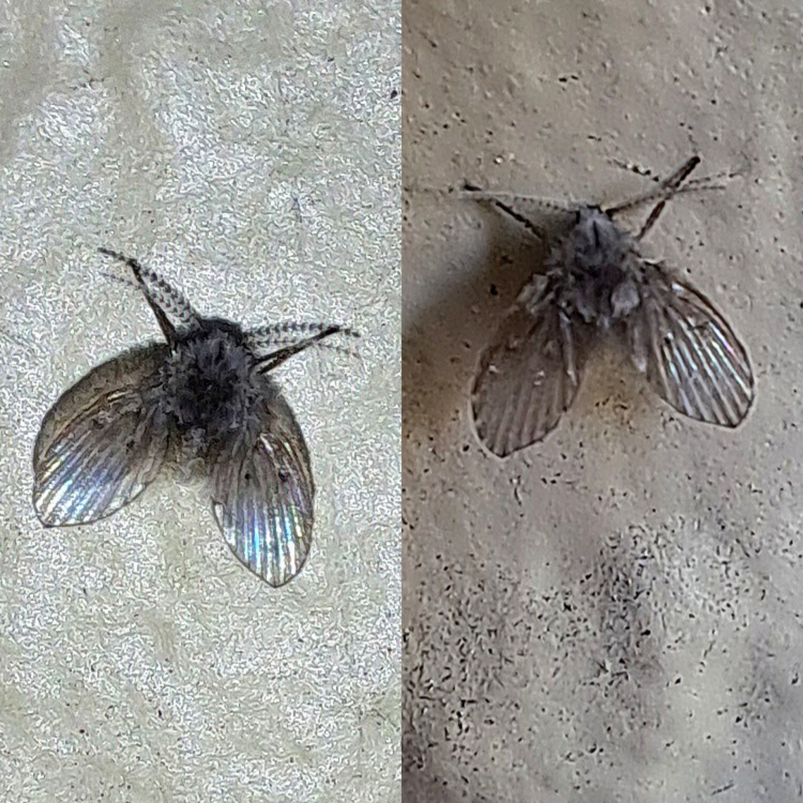 Clogmia albipunctata  Bathroom Moth Fly,Clogmia,Clogmia albipunctata,Diptera,Geotagged,Psychodidae,United States,clogmia albipunctata