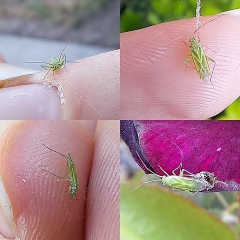 Orthotylus  Geotagged,Hemiptera,Miridae,Orthotylus,United States,plant bug