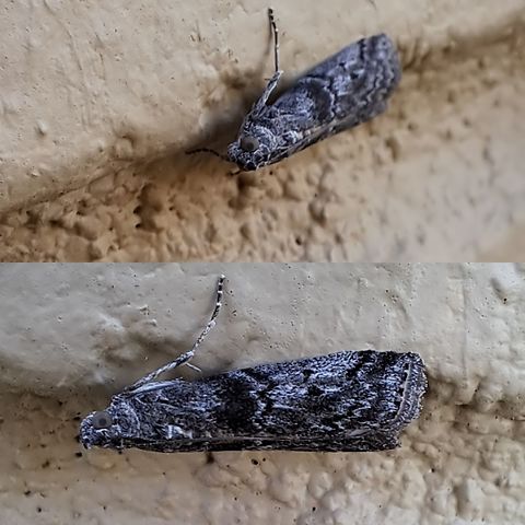 Snout moth Monochromatic. Geotagged,Lepidoptera,Moth,Pyla fusca,Snout moth,United States