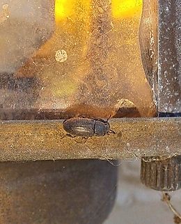 darkling beetle  Coleoptera,Geotagged,Summer,Tenebrio molitor,Tenebrionidae,United States,darkling beetle