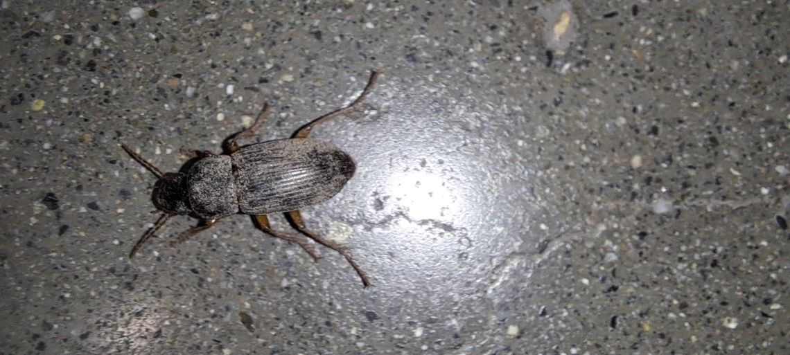 Strawberry Seed Beetle It looks like me when I work overnights. Dirty. Think this one was old. Wasn't running very fast.  Carabidae,Coleoptera,Geotagged,Harpalus,Harpalus rufipes,Strawberry Seed Beetle,Summer,United States,strawberry Seed Beetle
