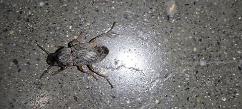 Strawberry Seed Beetle It looks like me when I work overnights. Dirty. Think this one was old. Wasn't running very fast.  Carabidae,Coleoptera,Geotagged,Harpalus,Harpalus rufipes,Strawberry Seed Beetle,Summer,United States,strawberry Seed Beetle
