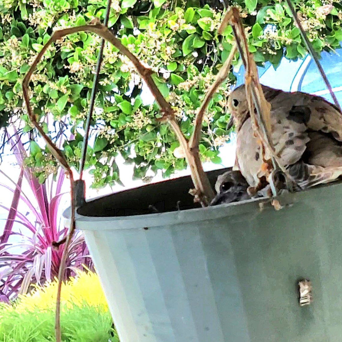 Mourning dove with baby  Aves,Chordata,Columbiformes,Geotagged,Mourning Dove,Summer,United States,Zenaida macroura,juvenile,mourning dove