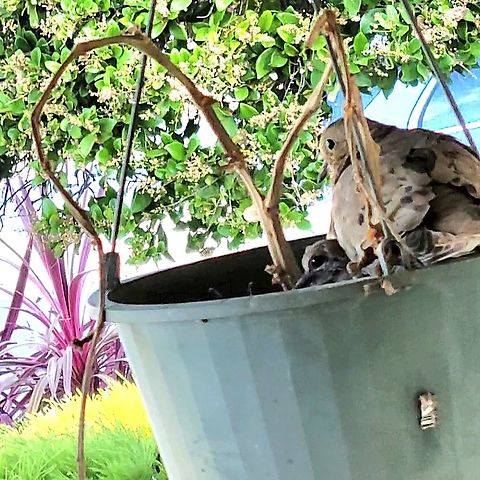 Mourning dove with baby  Aves,Chordata,Columbiformes,Geotagged,Mourning Dove,Summer,United States,Zenaida macroura,juvenile,mourning dove