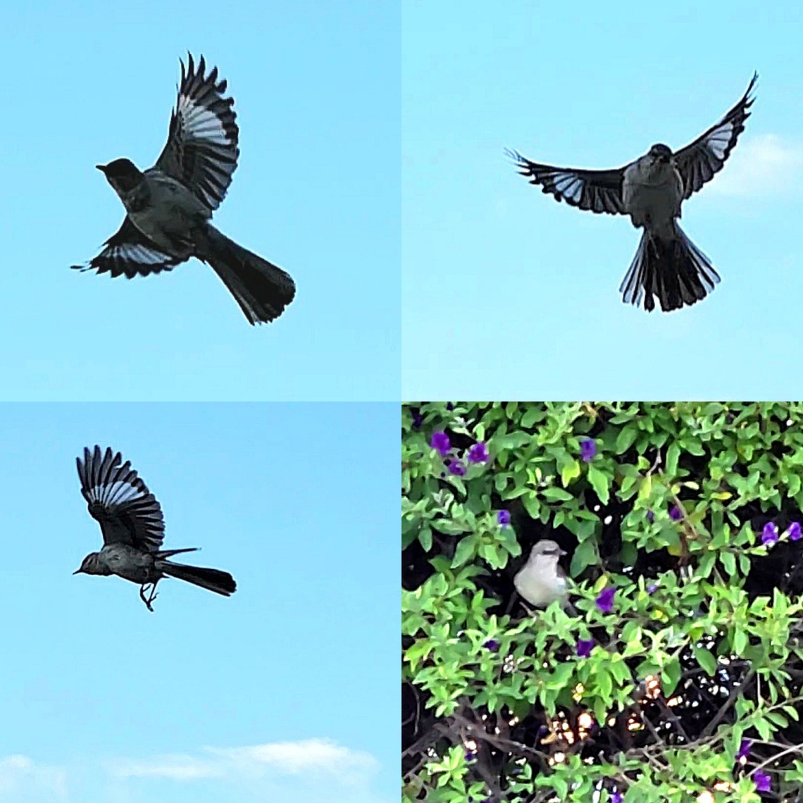 Nesting pair angry at cats I have a video I'm posting on YouTube of one attacking a tomcat. Geotagged,Mimidae,Mimus,Mimus polyglottos,Northern mockingbird,Passeriformes,United States