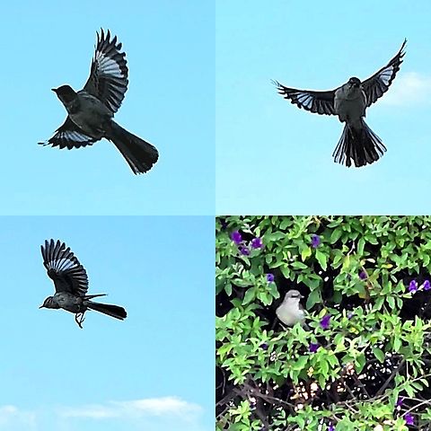 Nesting pair angry at cats I have a video I'm posting on YouTube of one attacking a tomcat. Geotagged,Mimidae,Mimus,Mimus polyglottos,Northern mockingbird,Passeriformes,United States