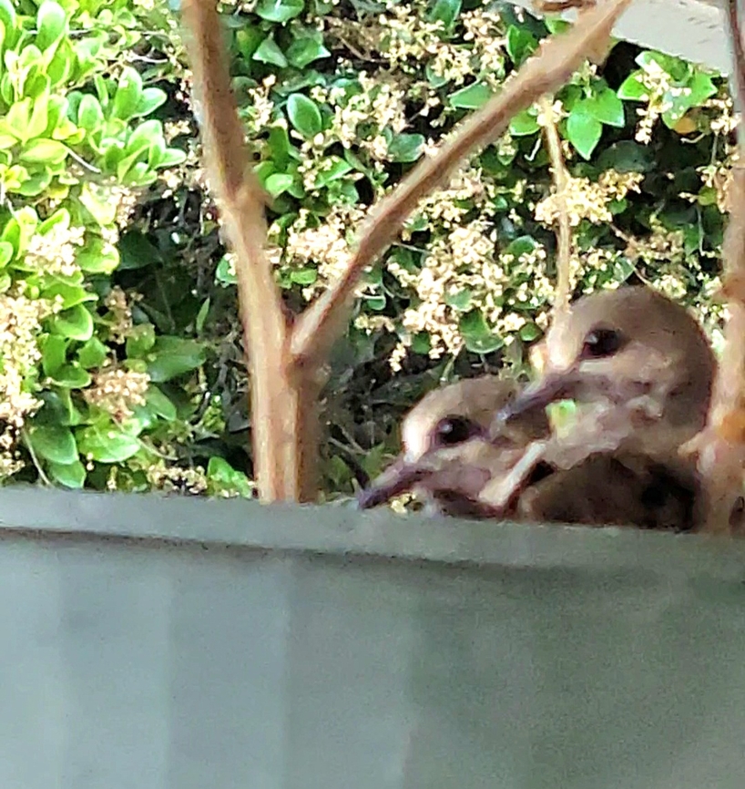Mourning dove juveniles They disappeared after the pictures was taken the following day. My roommate told me a large hawk took them. I had a feeling something was off. They didn't look ready. Aves,Chordata,Columbiformes,Geotagged,Mourning Dove,Summer,United States,Zenaida macroura,mourning dove