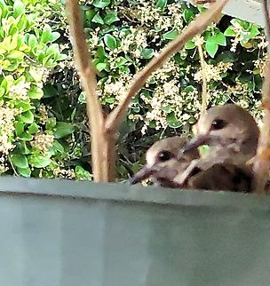 Mourning dove juveniles They disappeared after the pictures was taken the following day. My roommate told me a large hawk took them. I had a feeling something was off. They didn't look ready. Aves,Chordata,Columbiformes,Geotagged,Mourning Dove,Summer,United States,Zenaida macroura,mourning dove