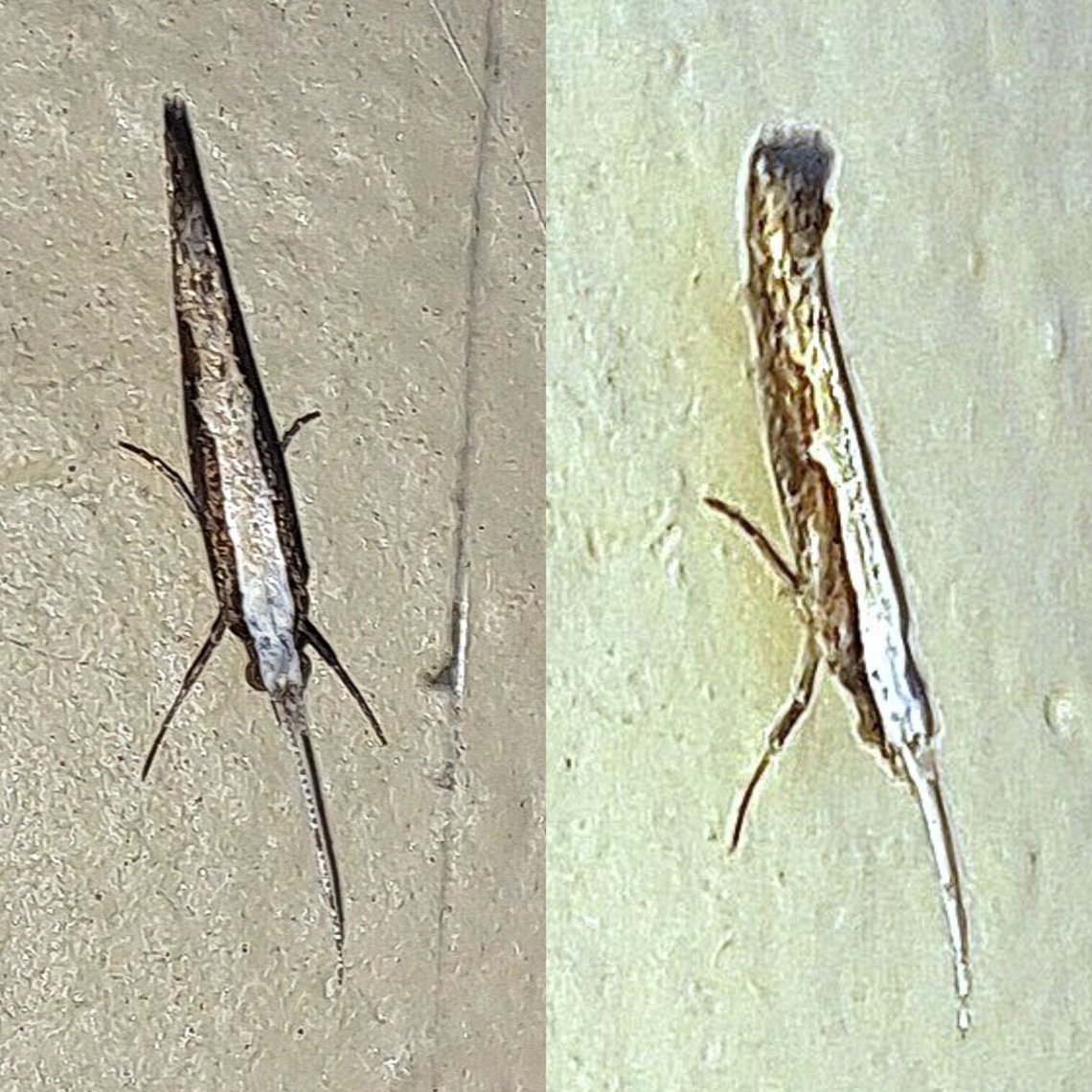 diamondback moth 0ne antenna missing.  Diamondback moth,Geotagged,Plutella,Plutella xylostella,Plutellidae,United States,diamondback moth