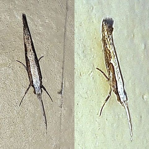 diamondback moth 0ne antenna missing.  Diamondback moth,Geotagged,Plutella,Plutella xylostella,Plutellidae,United States,diamondback moth