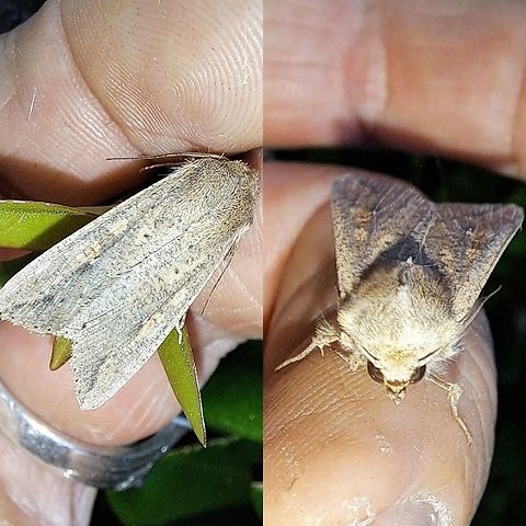 Armyworm moth  Mythimna unipuncta,Noctuidae,armyworm moth,white-speck moth