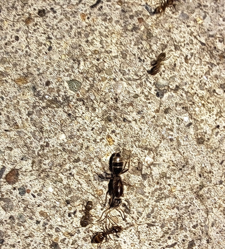 Carpenter Ant with Argentine ants  Camponotus,Formicidae,Geotagged,Hymenoptera,Linepithema humile,Summer,United States