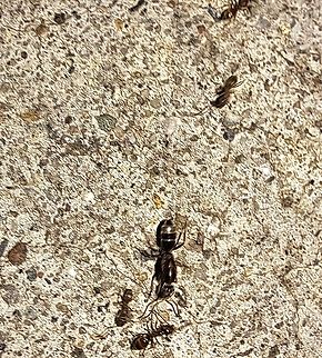 Carpenter Ant with Argentine ants  Camponotus,Formicidae,Geotagged,Hymenoptera,Linepithema humile,Summer,United States