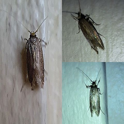 brown-blotched amydria moth  Acrolophidae,Amydria,Amydria effrentella,Geotagged,Lepidoptera,United States,brown-blotched amydria moth