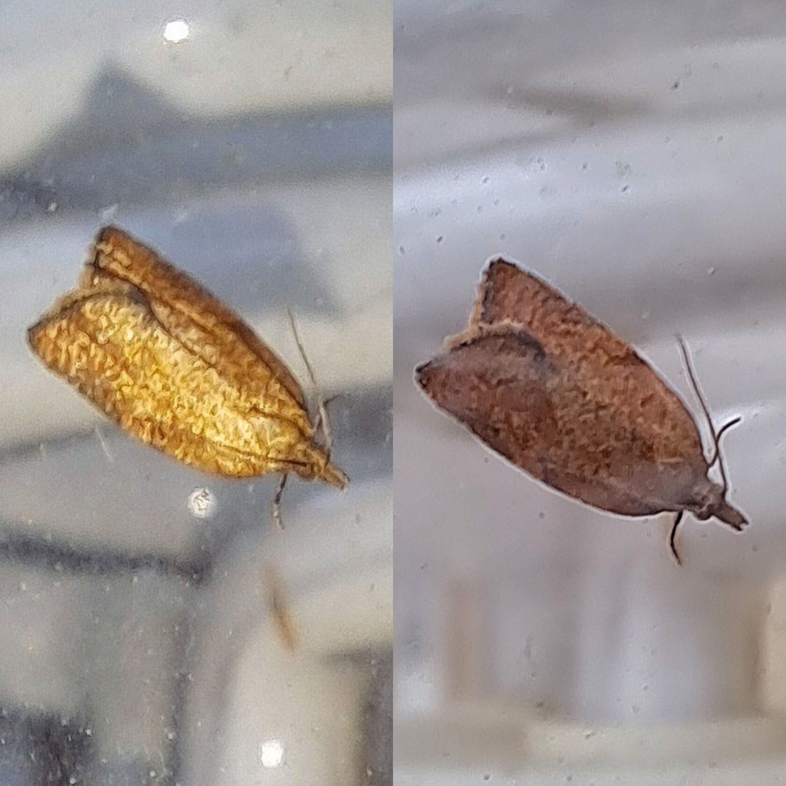 dark fruit-tree tortrix Stripes are a bit faded on this one. Can make something out on the wing of the picture on the right. Geotagged,Lepidoptera,Pandemis,Pandemis heparana,Tortricidae,United States,dark fruit-tree tortrix