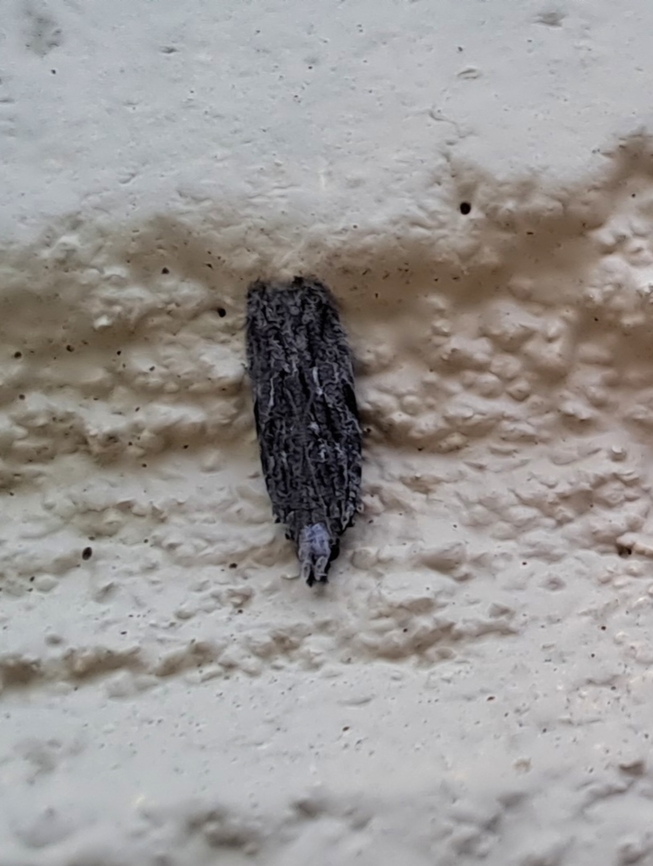 Moth hairy-like. Snout-nose looking. Looks like a shag carpet.  Anarsia lineatella,Crambidae,Geotagged,Lepidoptera,Peach twig borer,Snout Moth,Summer,United States,peach twig borer