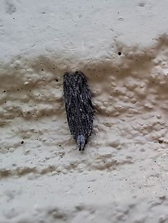 Moth hairy-like. Snout-nose looking. Looks like a shag carpet.  Anarsia lineatella,Crambidae,Geotagged,Lepidoptera,Peach twig borer,Snout Moth,Summer,United States,peach twig borer