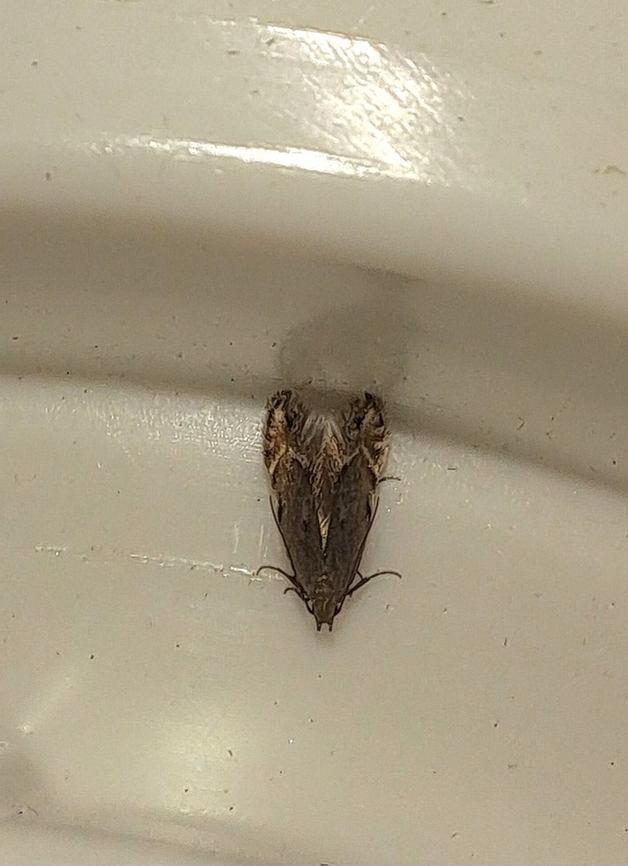 Size of a clothing moth Not sure.  Geotagged,Lepidoptera,Summer,United States,brown,moth