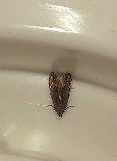 Size of a clothing moth Not sure.  Geotagged,Lepidoptera,Summer,United States,brown,moth