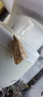garden webworm  Achyra,Achyra rantalis,Crambidae,Garden Webworm,Geotagged,Lepidoptera,Summer,United States,garden webworm
