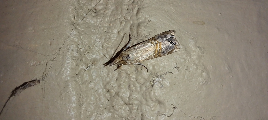 necklace veneer moth  Crambidae,Crambinae,Euchromiini,Euchromius,Euchromius ocellea,Geotagged,Summer,United States,belted grass-veneer moth,necklace veneer moth