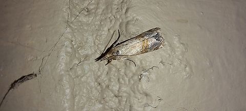 necklace veneer moth  Crambidae,Crambinae,Euchromiini,Euchromius,Euchromius ocellea,Geotagged,Summer,United States,belted grass-veneer moth,necklace veneer moth