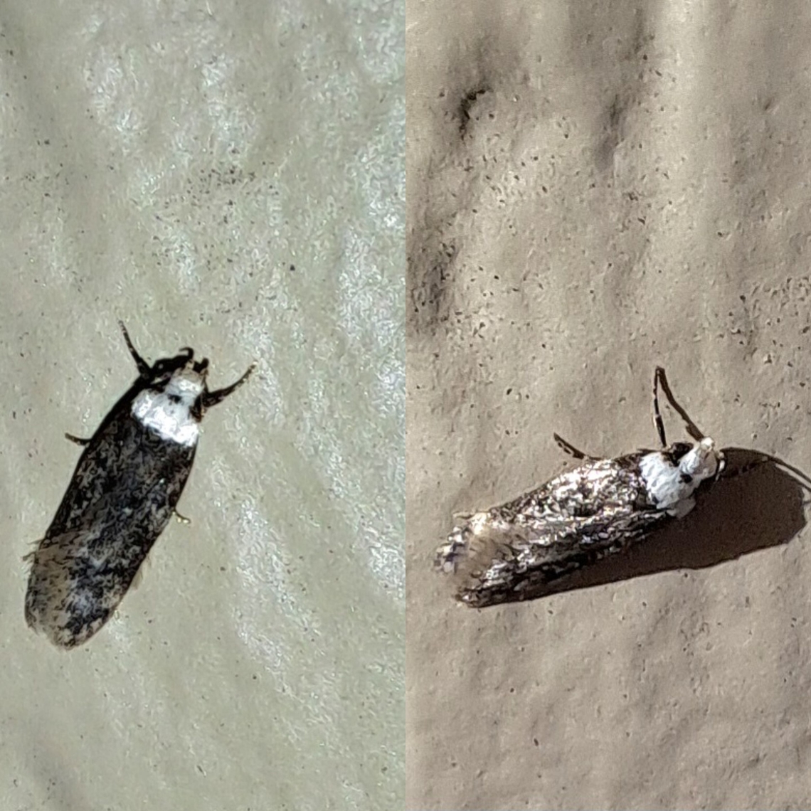 white-shouldered house moth  Endrosis,Endrosis sarcitrella,Geotagged,Lepidoptera,Oecophoridae,United States,White-shouldered house moth,white-shouldered house moth