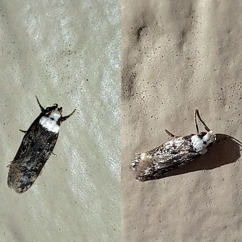 white-shouldered house moth  Endrosis,Endrosis sarcitrella,Geotagged,Lepidoptera,Oecophoridae,United States,White-shouldered house moth,white-shouldered house moth