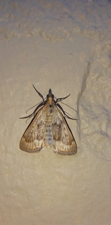 Achyra rantalis  Achyra,Achyra rantalis,Crambidae,Garden Webworm,Geotagged,Lepidoptera,Moth,Snout Moth,Summer,United States,garden webworm