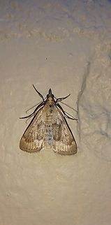 Achyra rantalis  Achyra,Achyra rantalis,Crambidae,Garden Webworm,Geotagged,Lepidoptera,Moth,Snout Moth,Summer,United States,garden webworm