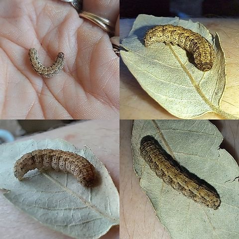 lesser yellow underwing  Geotagged,Lepidoptera,Lesser yellow underwing,Noctua,Noctua comes,Noctuidae,United States,lesser yellow underwing