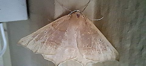 Omnivorous looper  Geometridae,Geotagged,Lepidoptera,Omnivorous Looper,Omnivorous looper,Sabulodes,Sabulodes aegrotata,Summer,United States