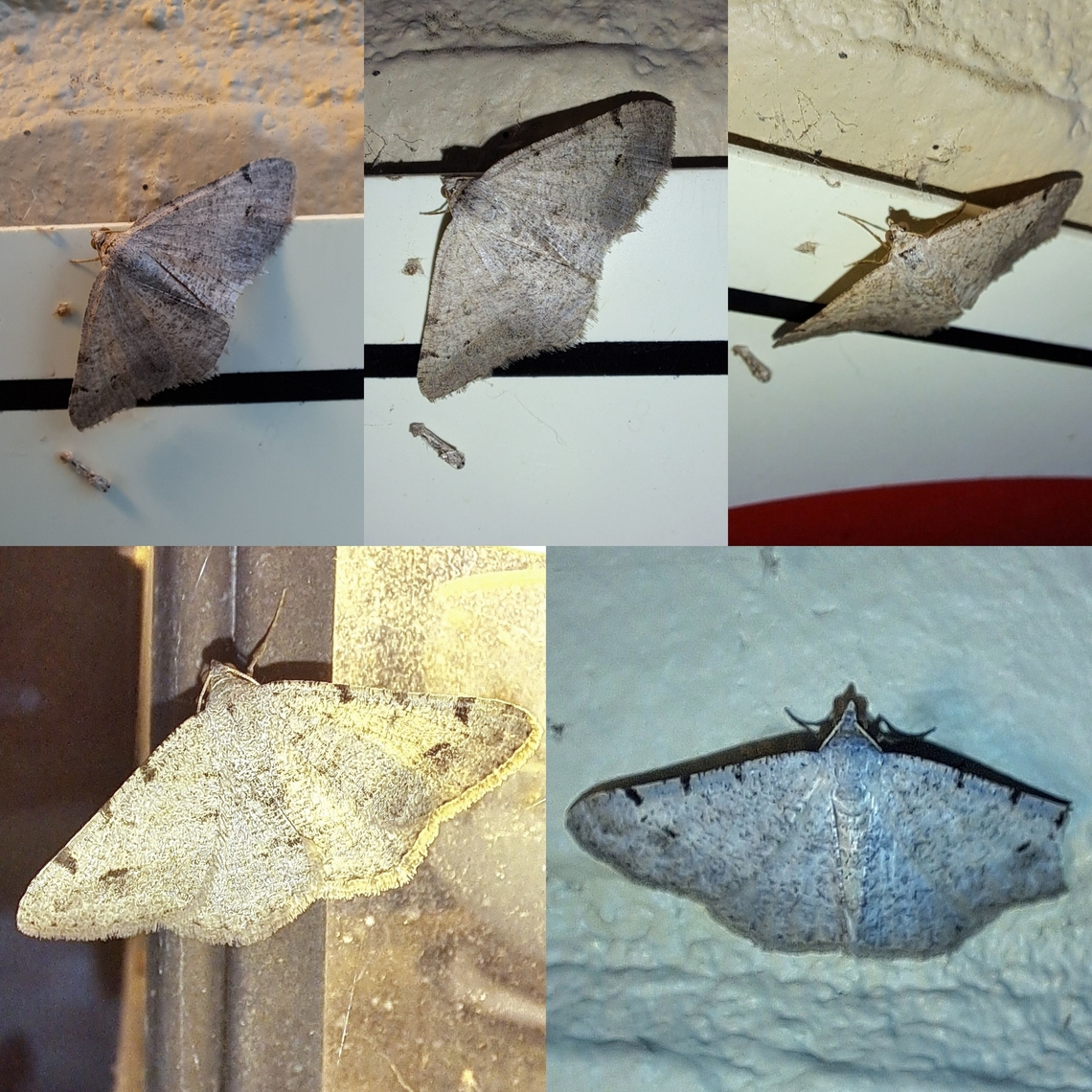 Digrammia colorata Three of them. Various stages of fading and damage.  Creosote Moth,Creosote moth,Digrammia colorata,Geometridae,Geotagged,Lepidoptera,United States,geometrid,moth