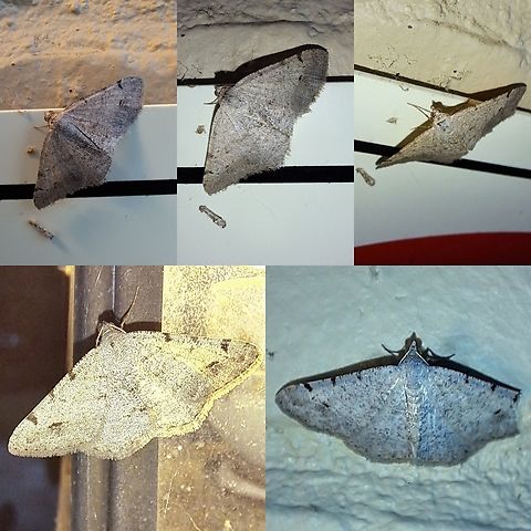Digrammia colorata Three of them. Various stages of fading and damage.  Creosote Moth,Creosote moth,Digrammia colorata,Geometridae,Geotagged,Lepidoptera,United States,geometrid,moth