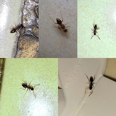 Ants in the kitchen Got the ant bait. Not sure the species. They are small. A bug identifier and Google lens were all over the map on these. Ants,Formicidae,Geotagged,Hemiptera,United States