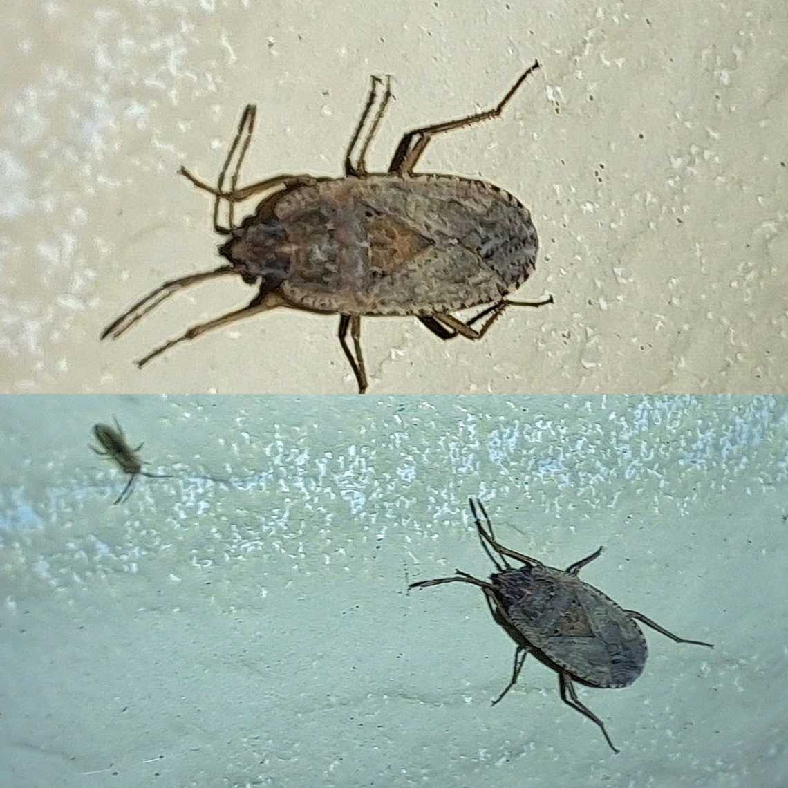 Plant bug with cotton springtail  Cotton springtail,Entognatha,Entomobrya,Entomobrya unostrigata,Entomobryidae,Geotagged,Hexapoda,Hymenoptera ID help,United States,plant bug,true bugs
