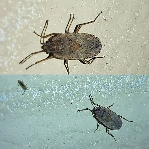 Plant bug with cotton springtail  Cotton springtail,Entognatha,Entomobrya,Entomobrya unostrigata,Entomobryidae,Geotagged,Hexapoda,Hymenoptera ID help,United States,plant bug,true bugs