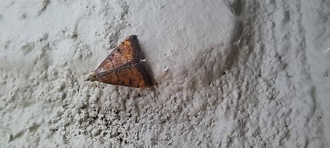 Have porch light,they will come.  Celery leaftier,Crambidae,Geotagged,Lepidoptera,Summer,Udea,Udea rubigalis,United States,celery leaftier